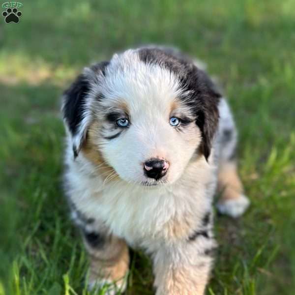 Vice, Miniature Australian Shepherd Puppy